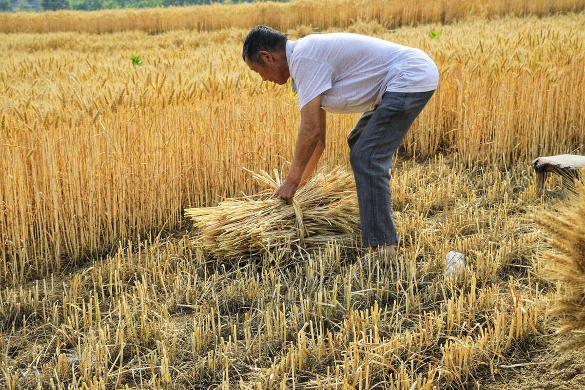 又到了收麦子的季节,小时候的收麦场景,还能记起来吗?