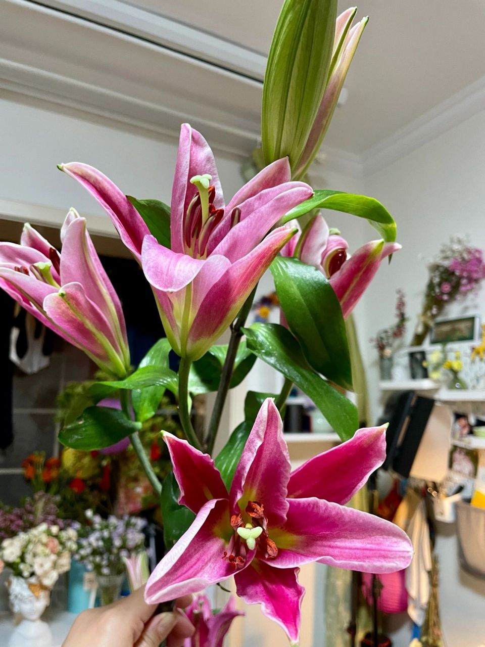 火石百合【可回购系列】 多头火石百合 每一只4-6个头 很大个的花苞
