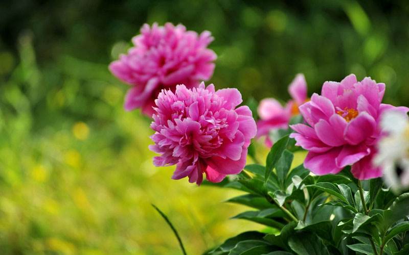 10种珍稀花木很少见,其中有3种花,很难一睹真容,你见过没?