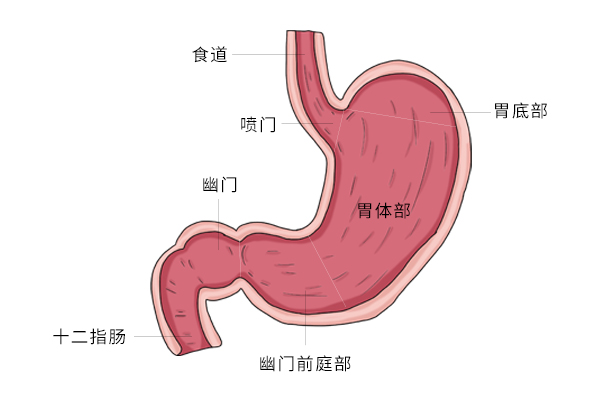 正常胃部幽门图片图片