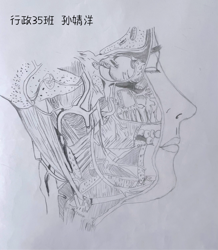 医学手绘优秀作品图片