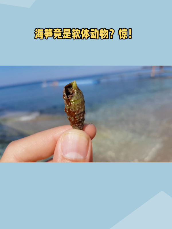 海笋动物图片