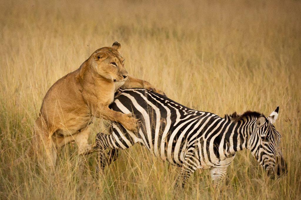 瘦弱的狮子捕杀斑马,怎料斑马突然发飙,狮子的下场太惨!