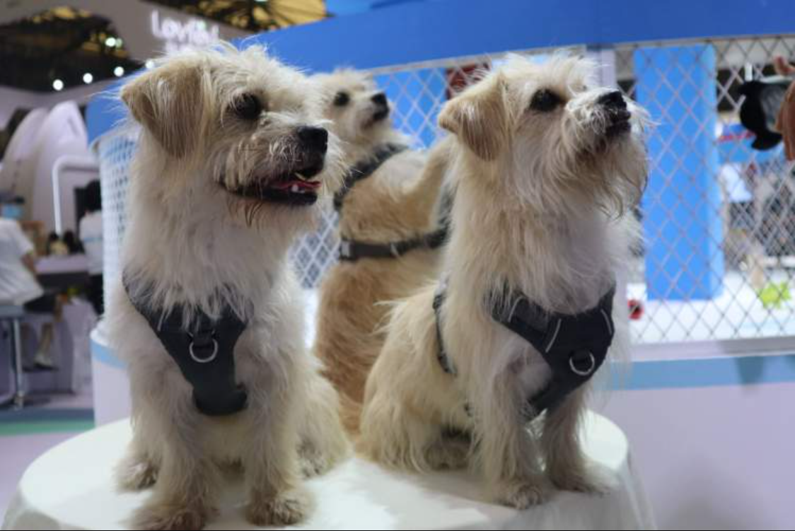 回顾最低10万元克隆去世宠物已成宠物界高端产业新型智商税吗