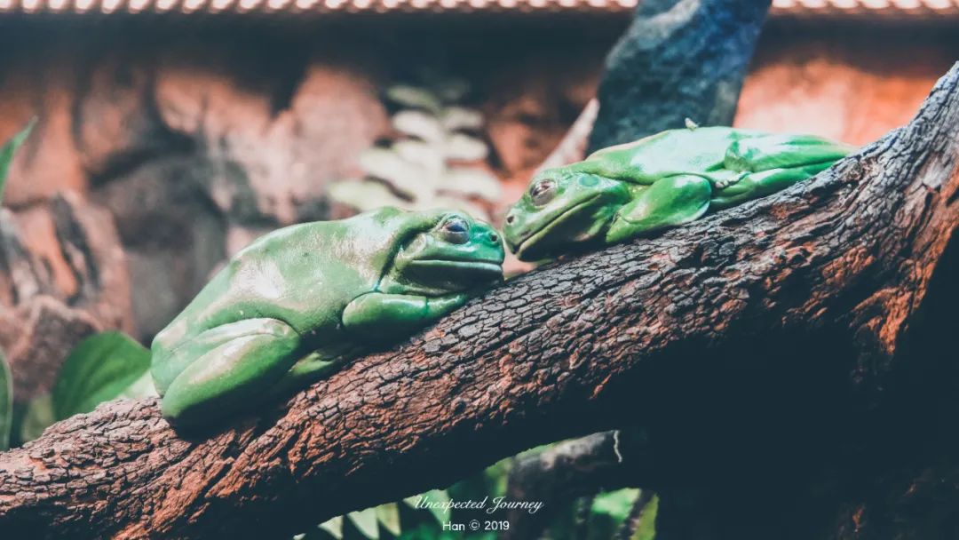 生物猎奇:探寻来自另一个平行世界的奇异物种