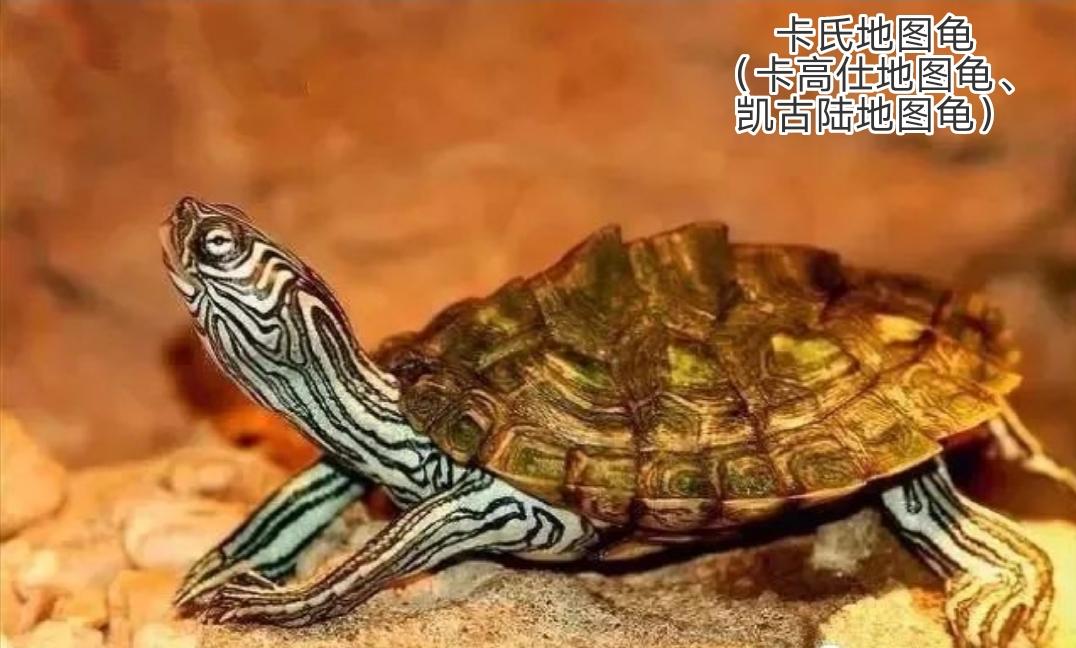 地图龟是龟界的哈士奇,也是适合新手饲养的观赏龟,地图龟有13种