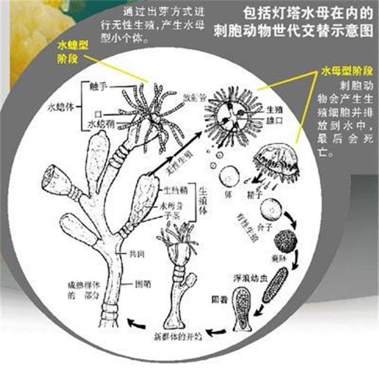 刺胞动物的体壁结构图片