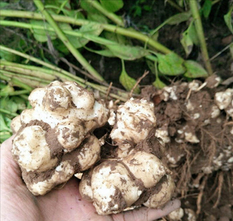 农村野生的鬼芋头,学名洋姜,有什么神奇作用?怎么做才好吃呢?