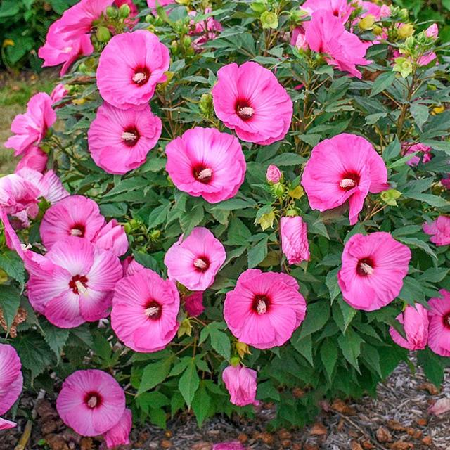 大花芙蓉葵——花比脸大,开花植物的佼佼者