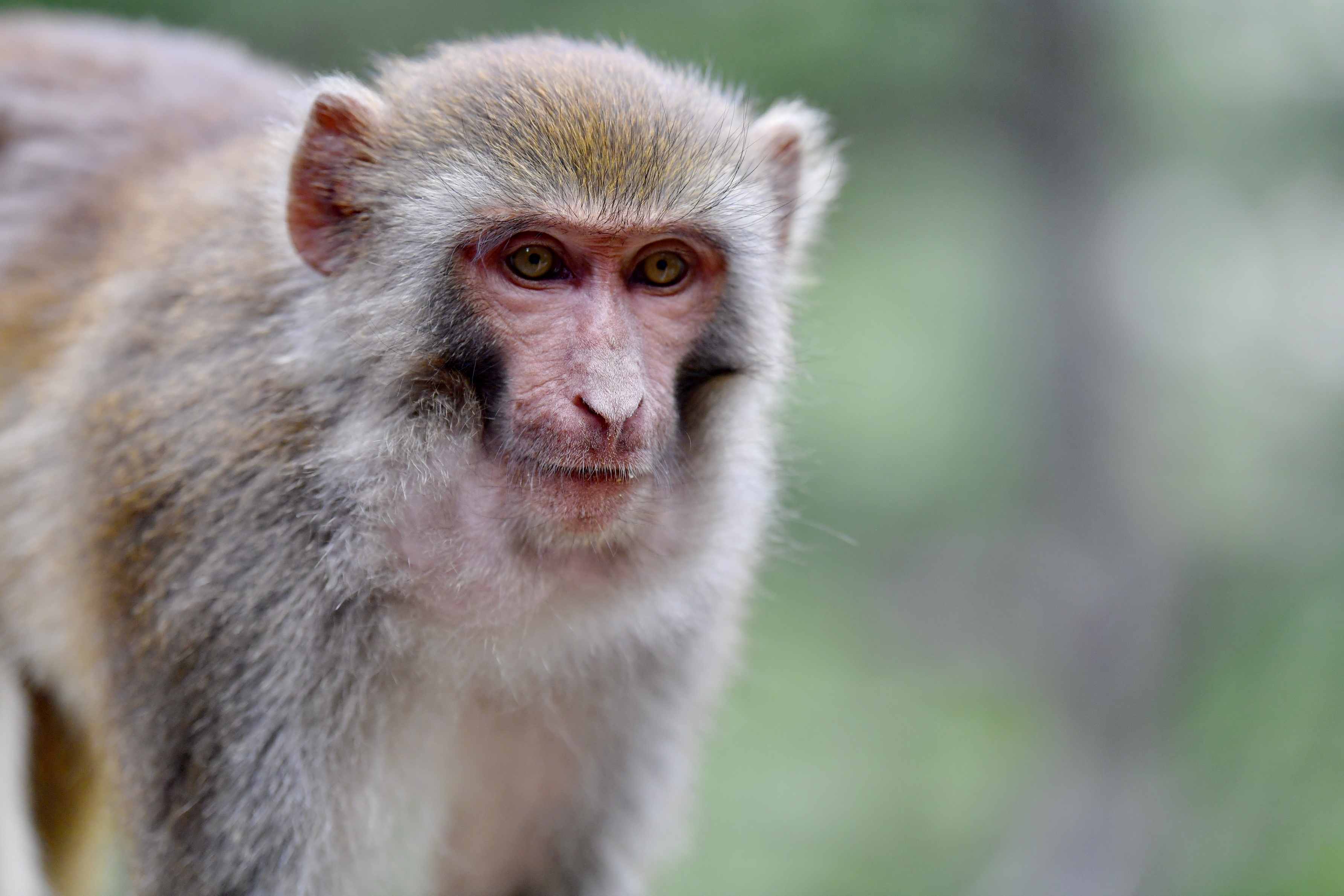 雅鲁藏布江畔藏猕猴
