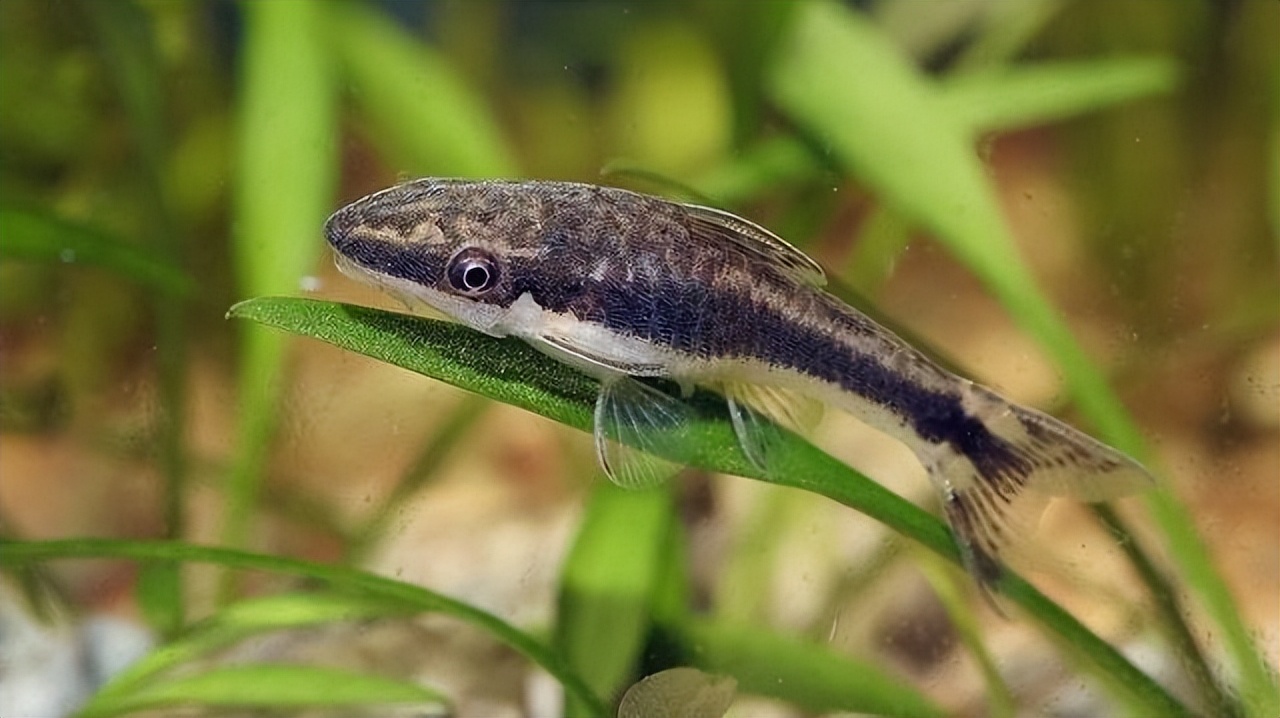 鱼缸生态环境好,工具鱼很重要!推荐5种常见好养的工具鱼!