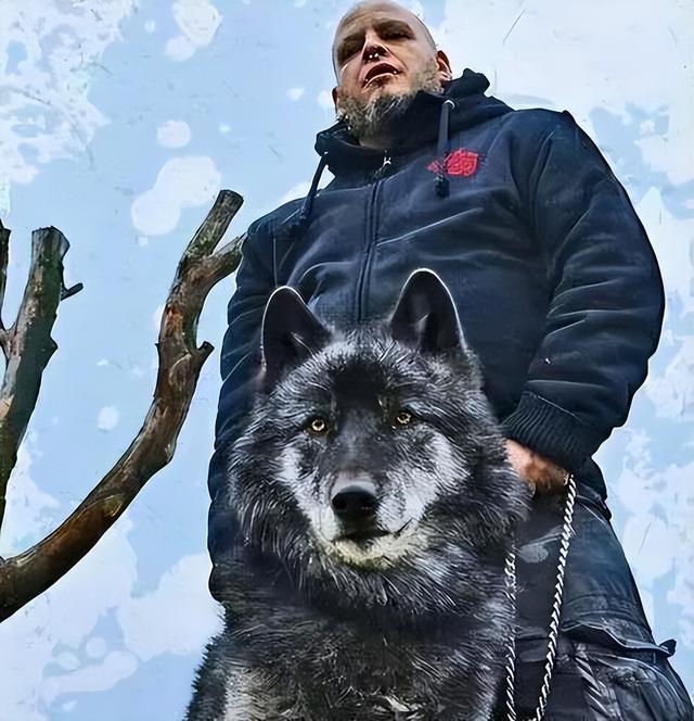 "蓝湾牧羊犬",让所有人都痴迷,它到底有什么魅力?