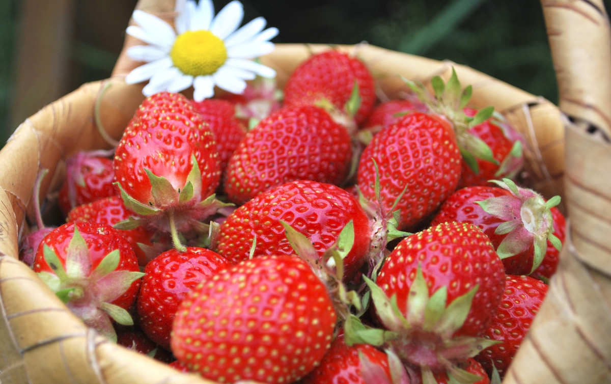 水果名称图片大全