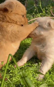 妥妥的演技派,不知道的还以为虐狗呢