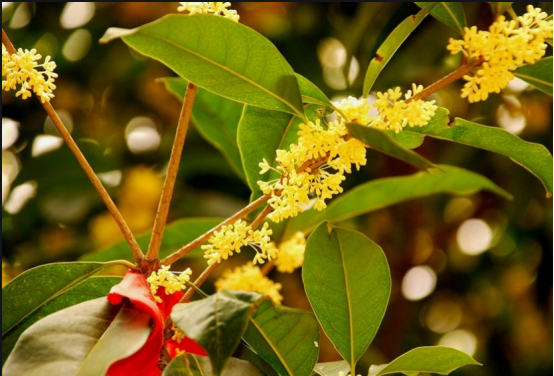 人闲桂花落,羌城满桂香