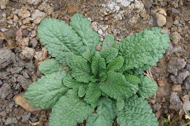 女性不想老太快,坚持吃三种食物,养肝排毒,清肠减肥,谁吃谁好