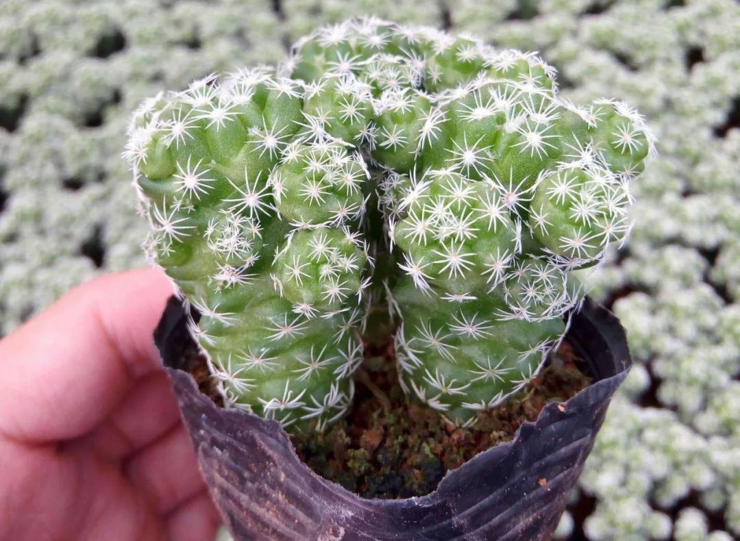 爆仔能力一流!可爱萌萌肉银手指,你该这么养!