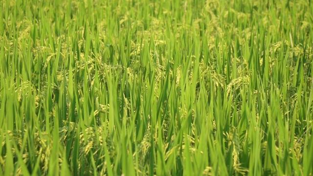 水稻主导品种荃优丝苗抗病抗倒耐高温,高产米质优,易种植