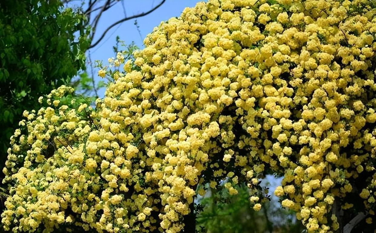 花卉霸主木香花