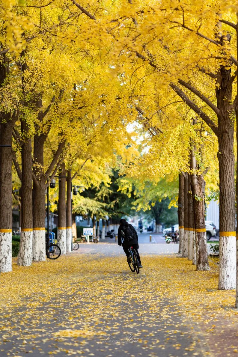 北京科技大学银杏大道图片