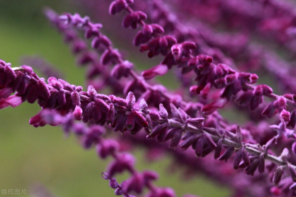 南通鼠尾草花海的观赏价值是极高