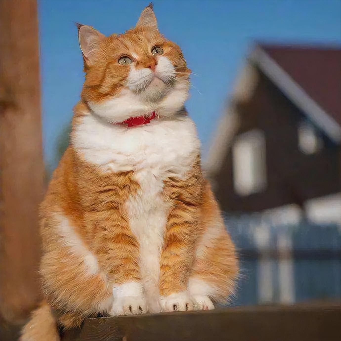 猫咪过得幸福,还是不幸福,看这几个地方就知道了