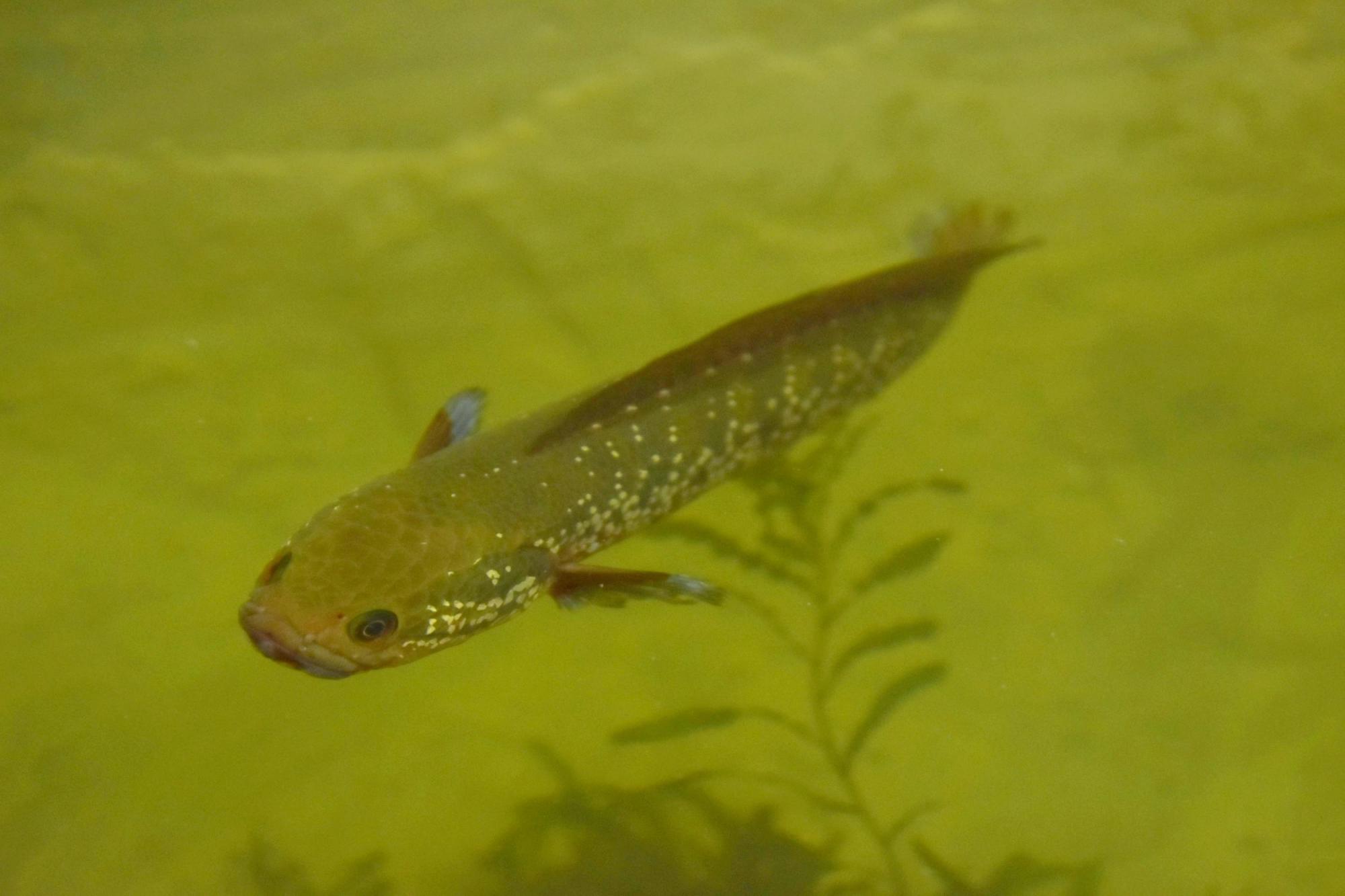 江苏现奇怪蛇鱼,又是一入侵物种,专家:放心食用