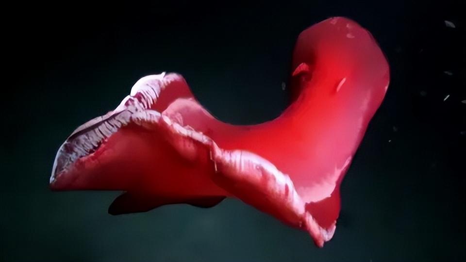 小火汁你也想起舞吗?