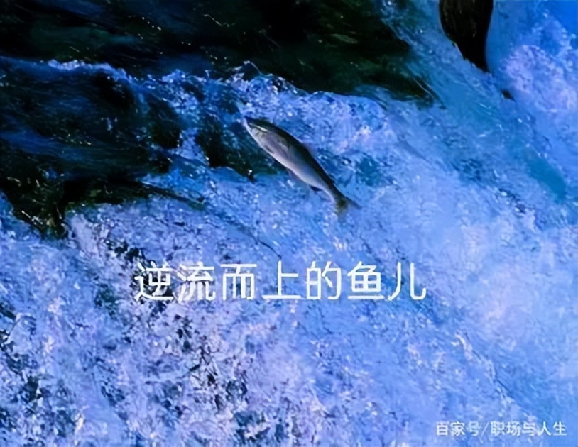 逆流而上的鱼,你在找寻什么