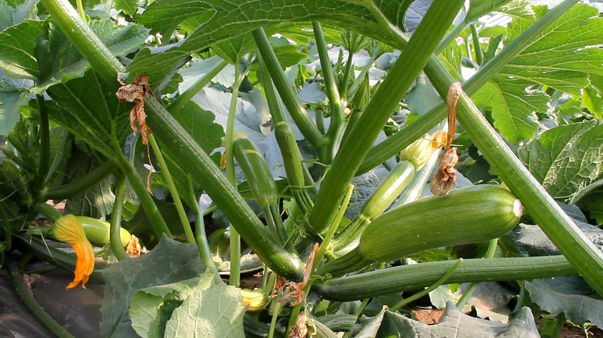 大棚种植西葫芦,如何学会控"旺"?