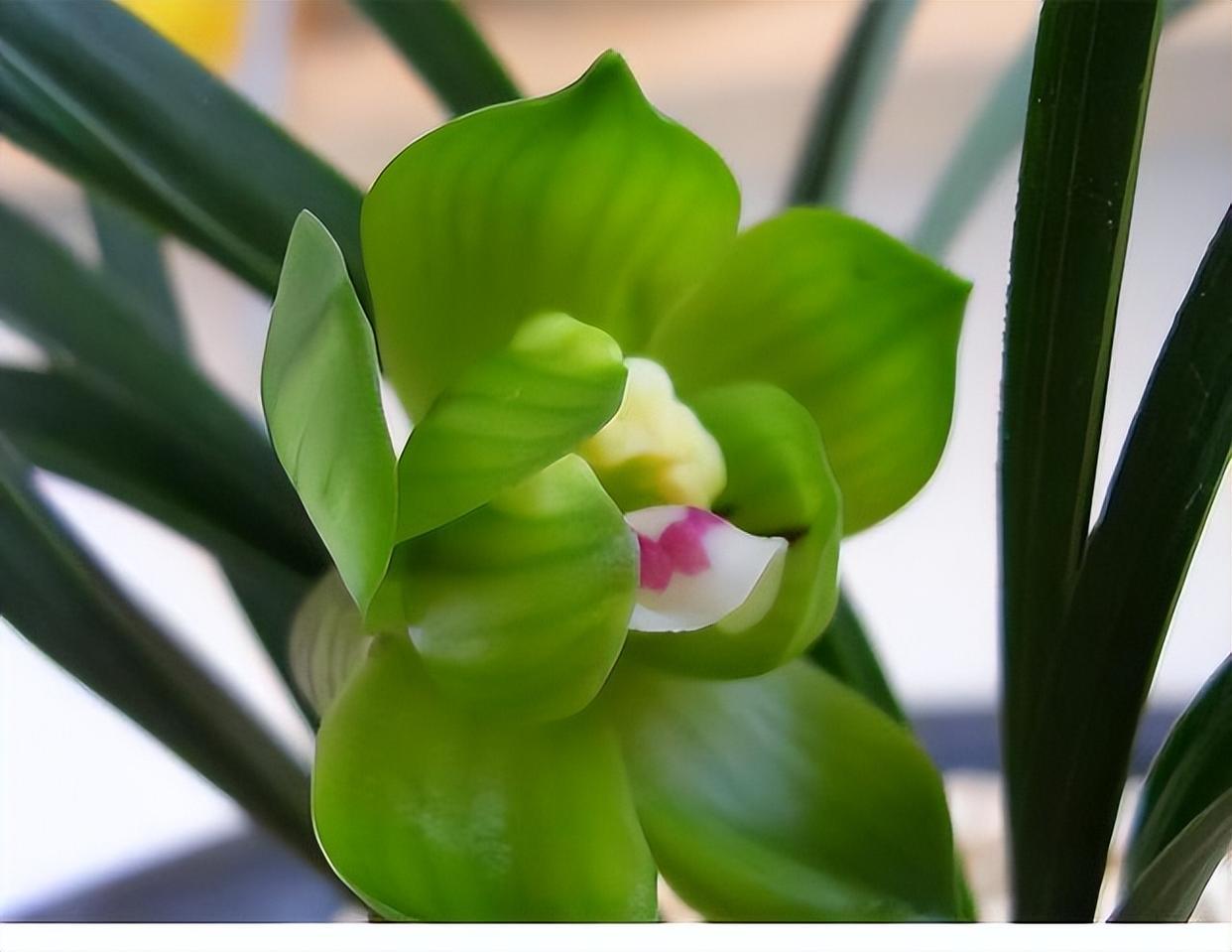 春兰皇后绿云,曾经的极品兰花,如今少抽一包烟便可以入手一株