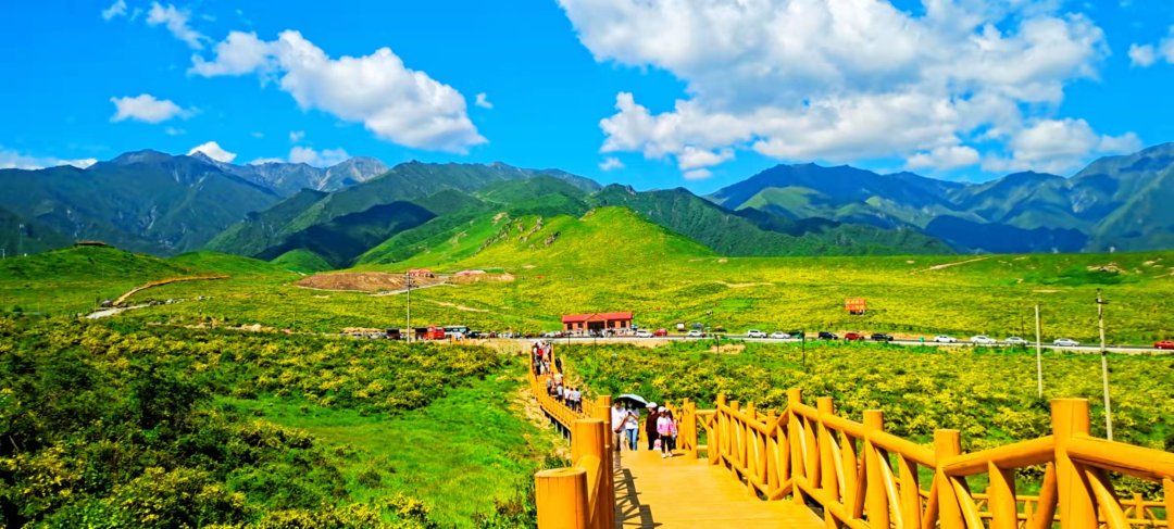 黄草坪,那片魂牵梦绕的格桑花海!