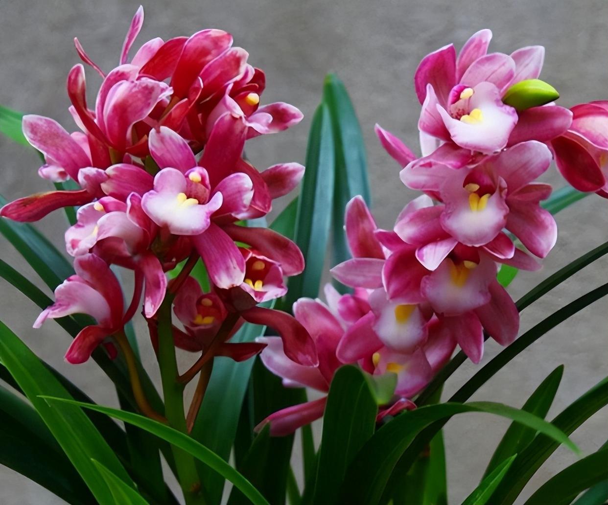 香妃兰是"香花之首",花色艳丽,香气扑鼻,养护简单,花期较长