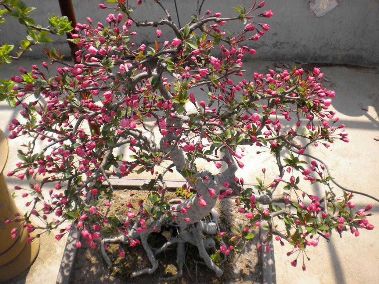 養花就養1棵垂絲海棠,巧妙一修剪,長成株型美的盆景,開花多