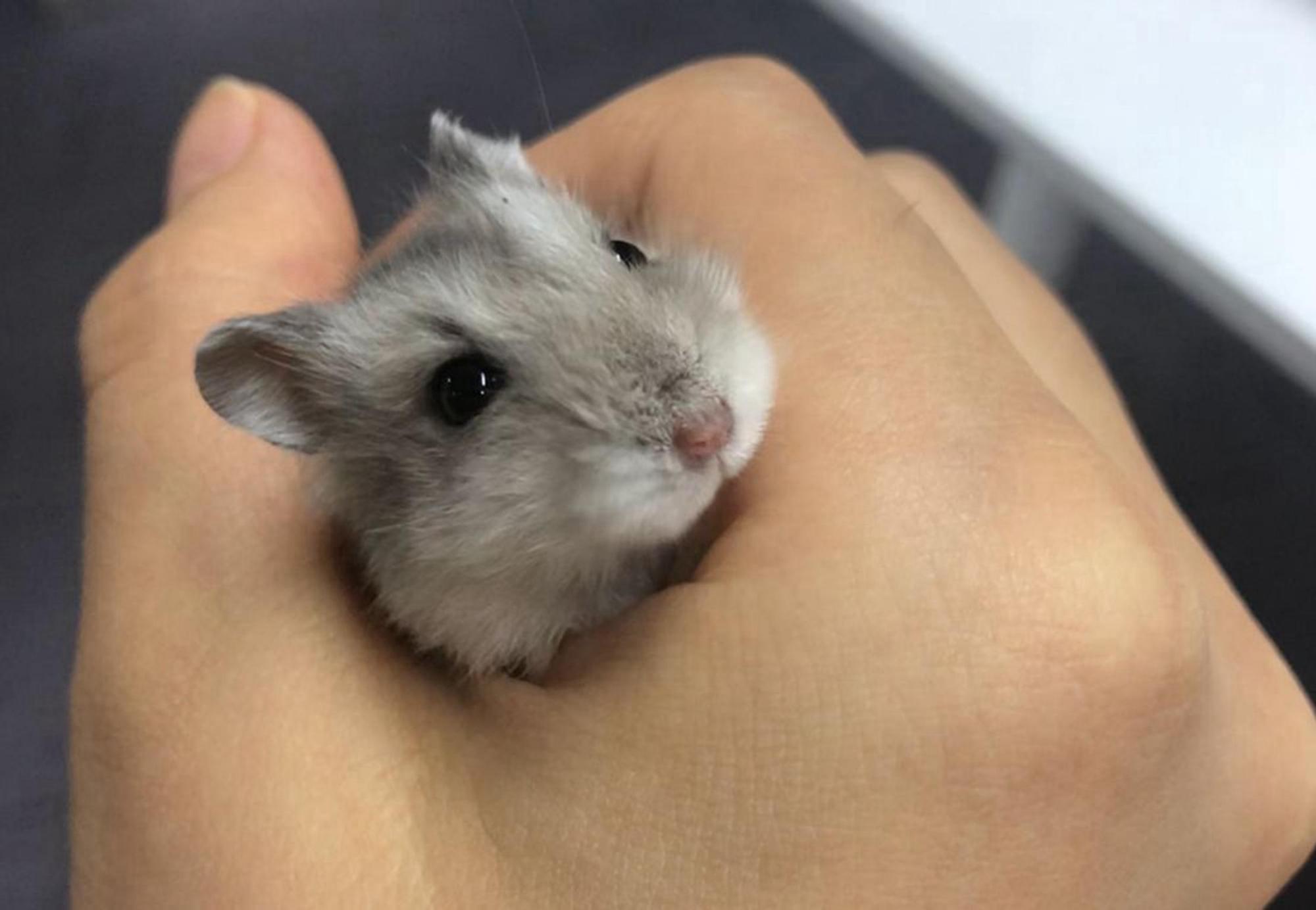 仓鼠有跳蚤吗?