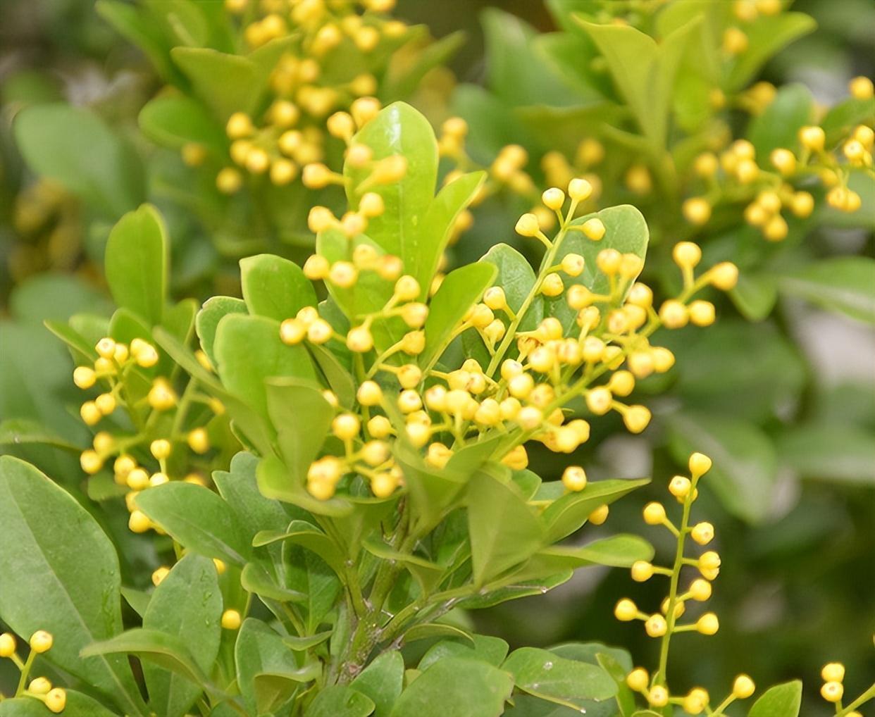 阳台盆栽"新宠"—米兰花,终年常绿,三季开花,花开时满室飘香