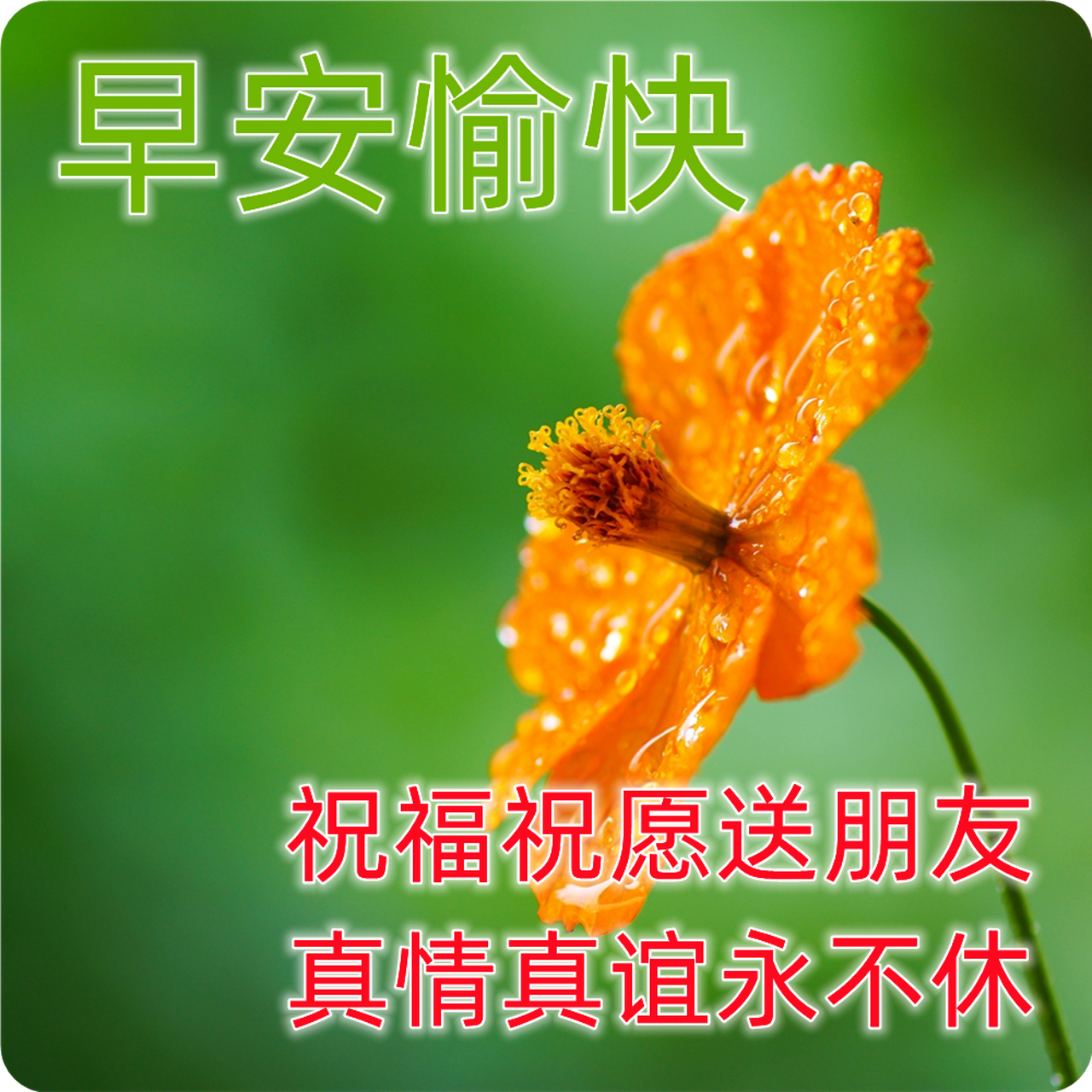 夏天早上好问候祝福语图片 最新早安图片 1.