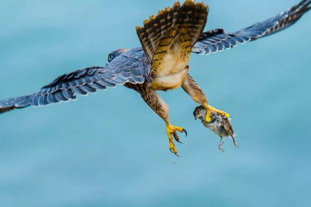 云南哀牢山出现游隼,白天把雕鸮打跑了,晚上又被雕鸮偷袭