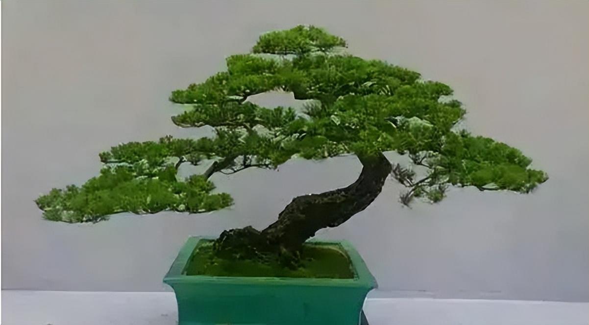 松树一般有多粗