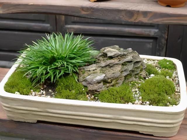 菖蒲,小品盆景的重要素材之一,既能配景,也能独立成景