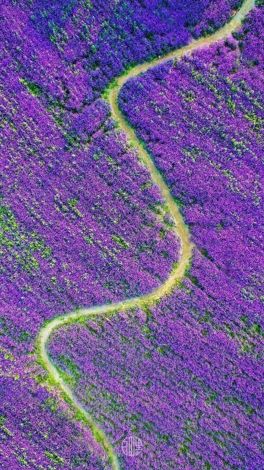 河北 张家口 花海