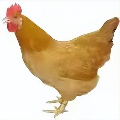 中国八大菜系潜力股,梧州纸包鸡成为广西的代表之一