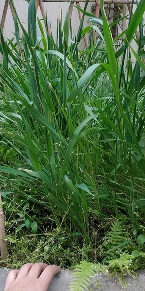 猫草:宠物的健康之草