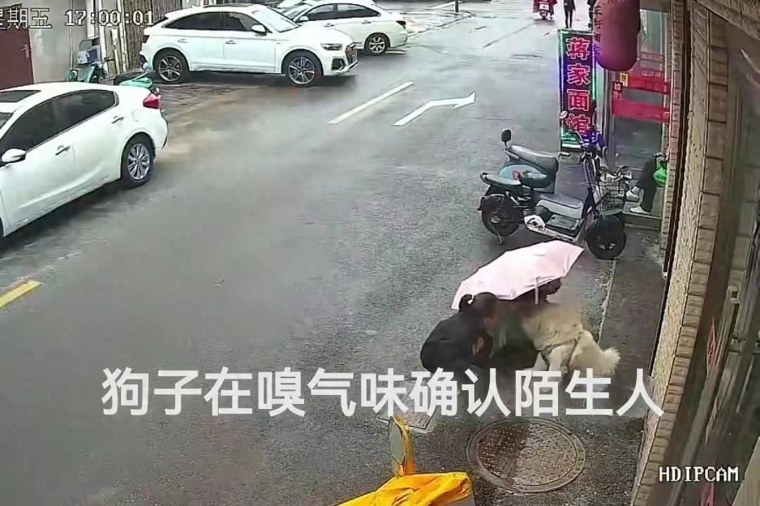 江苏松狮狗咬人事件后续:肇事犬吊死!网友评论:狗主人应重罚!