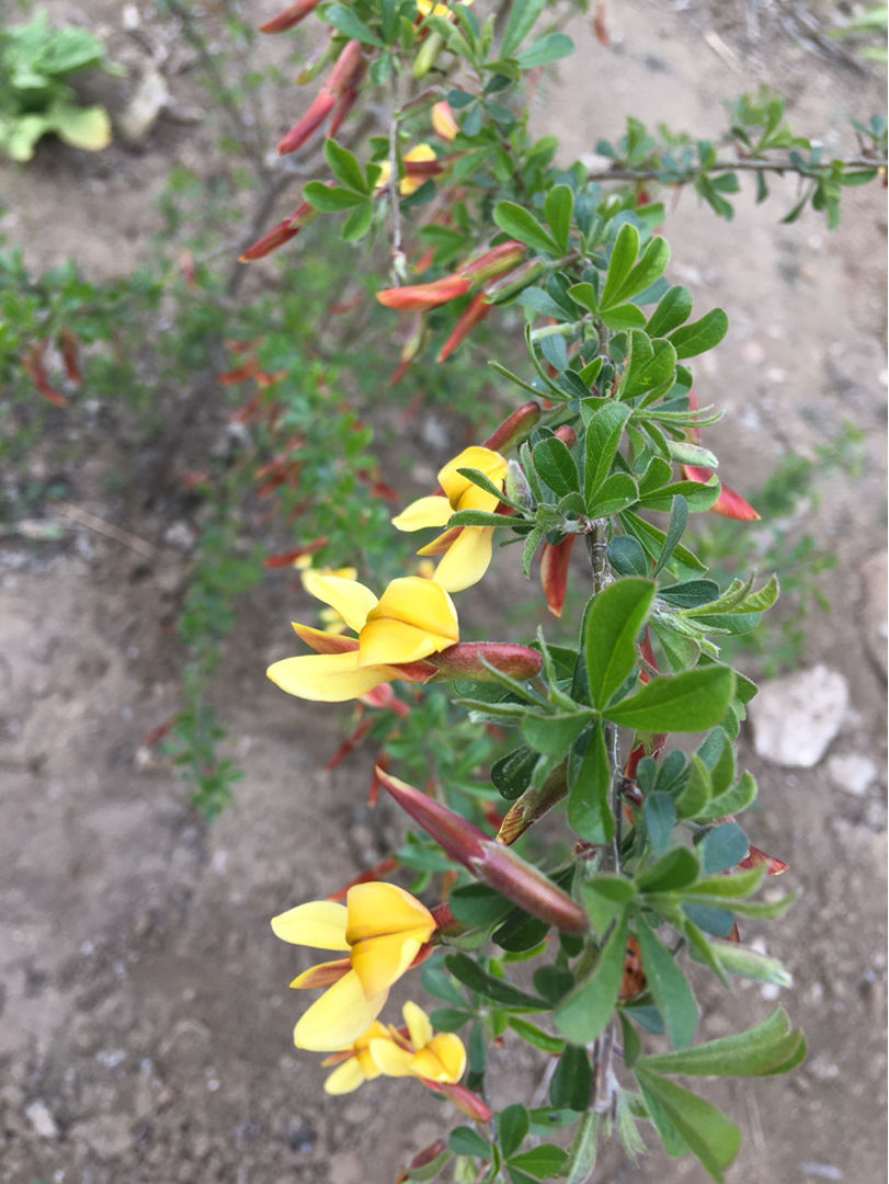 一種花開花金燦燦,一骨碌全是花,寓意很不錯