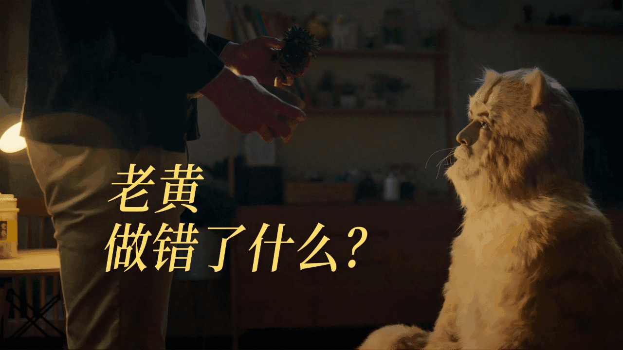 活久见系列,胡歌扮演16岁橘猫代言广告!