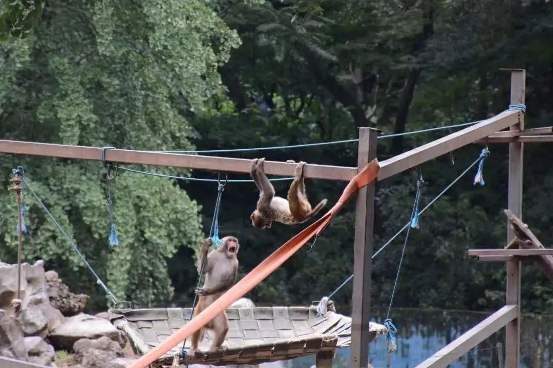什么时候更容易在动物园见到猴子打架?空气污染的时候
