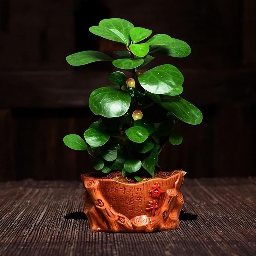 我国精品盆栽——小盼菩提