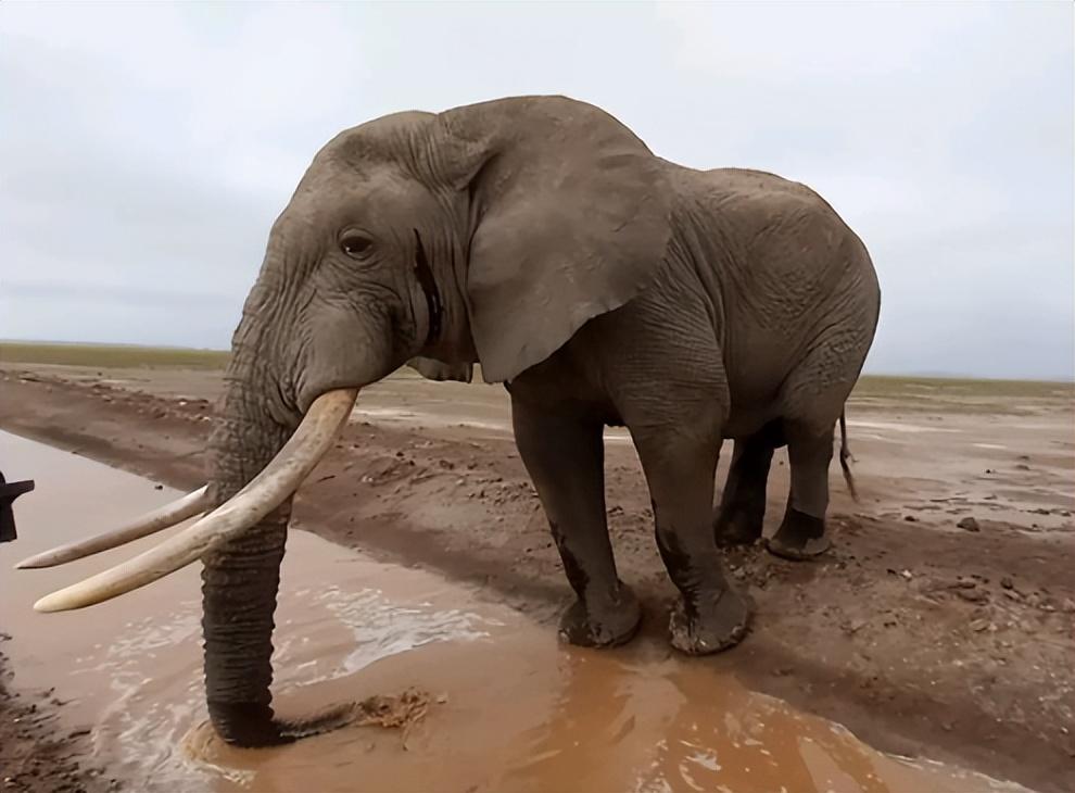 非洲象在河边喝水被鳄鱼一口咬住象鼻大象没了鼻子还能活吗