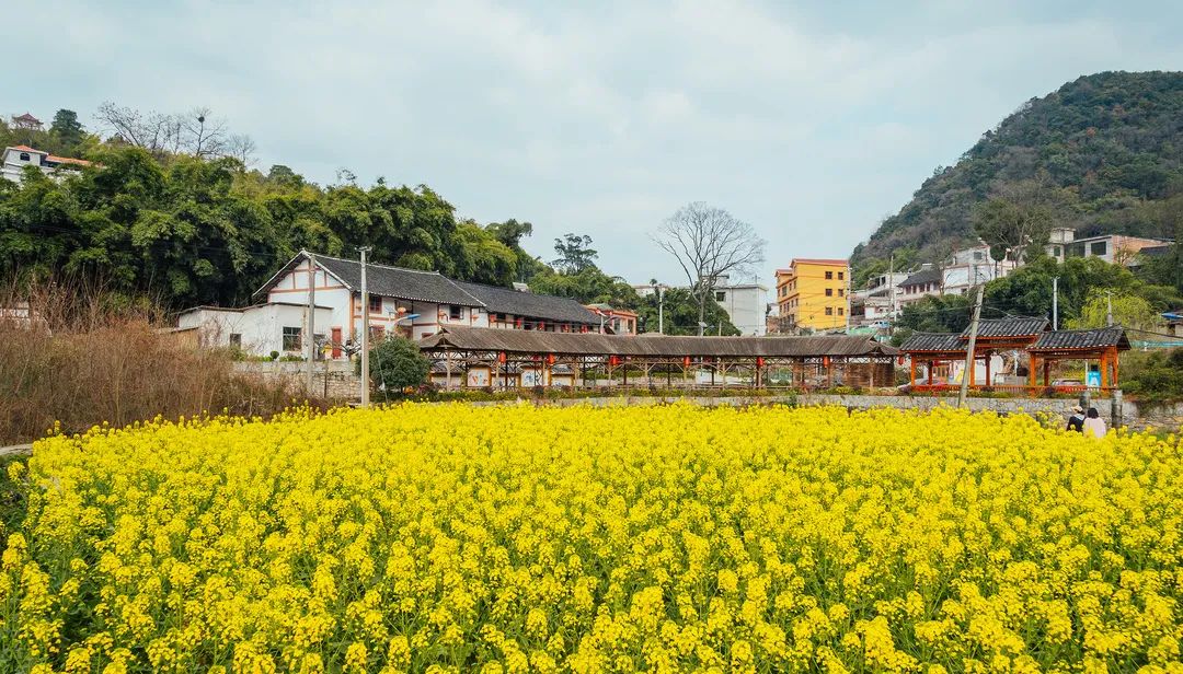 超美乌当下坝的樱桃花已上线就等你了